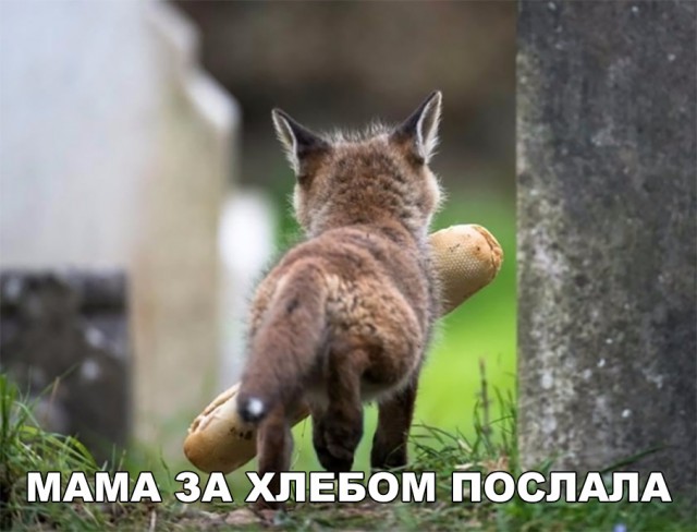 Милые животные. Мимиметр сломался