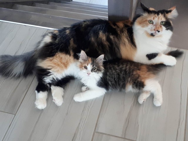 Прикольных котов пост