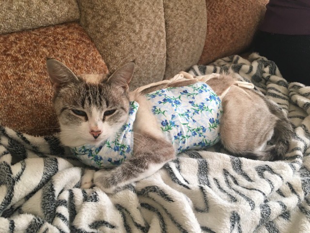 Прикольных котов пост