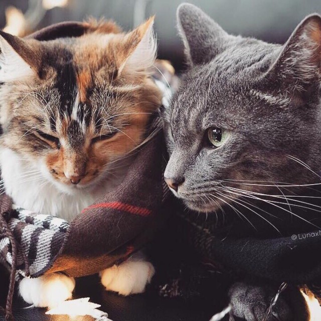 Прикольных котов пост