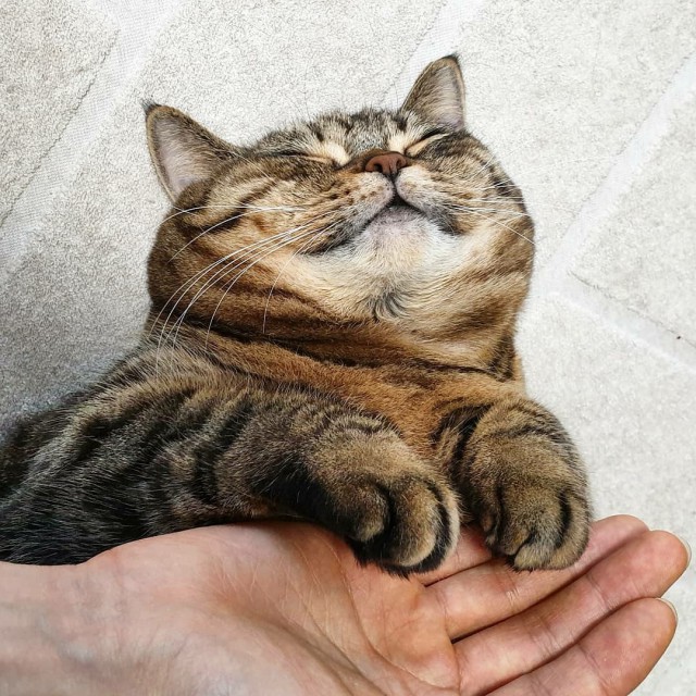 Прикольных котов пост