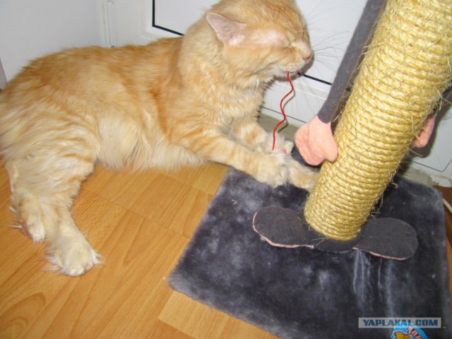 Котовторник 13.12.11 - магическе числа