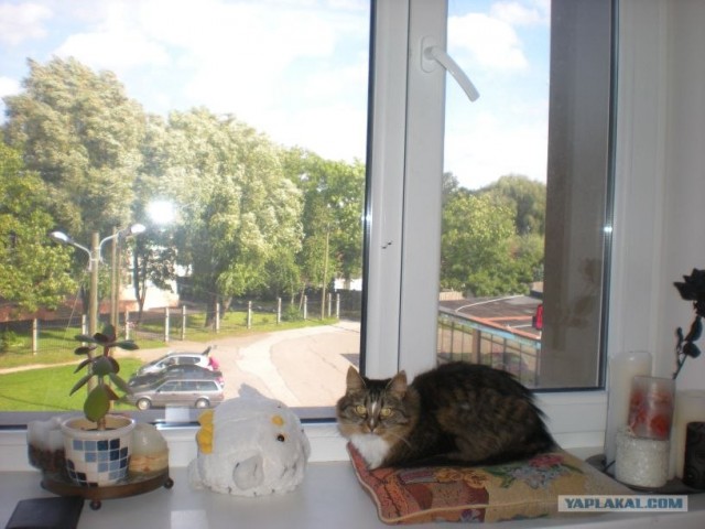 Котовторник (21.02.2012)