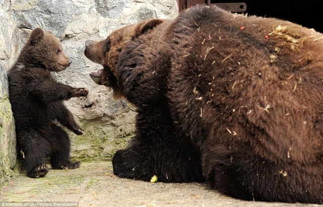 Медвежье воспитание по-украински
