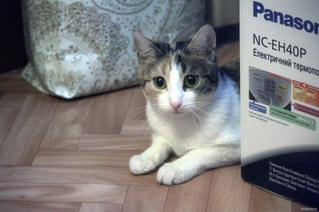Котовторник  от 3.04.2012