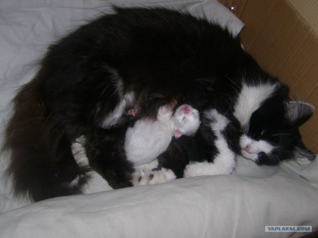 Котовторник 17.04.2012