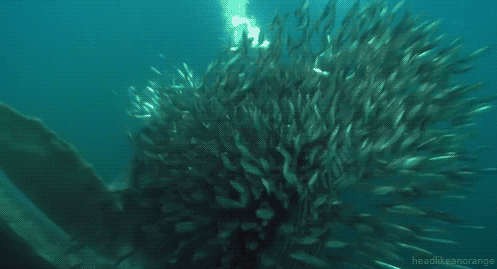 Завтрак полосатого кита