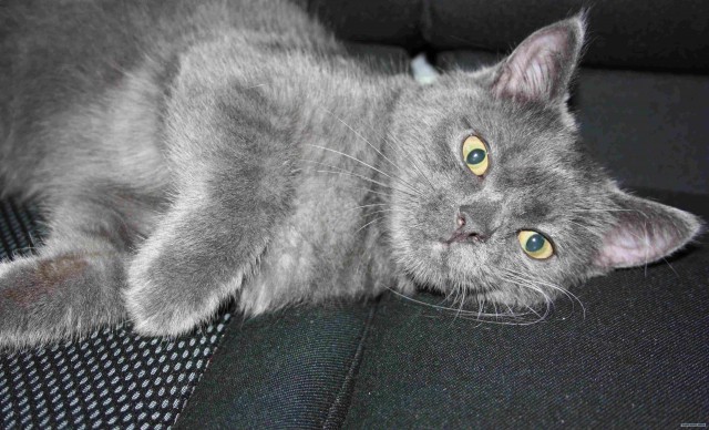 Котовторник  28.08.12