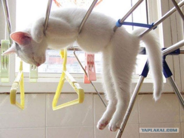 Котасутра