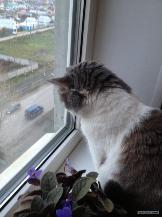 Котовторник 30.10.2012