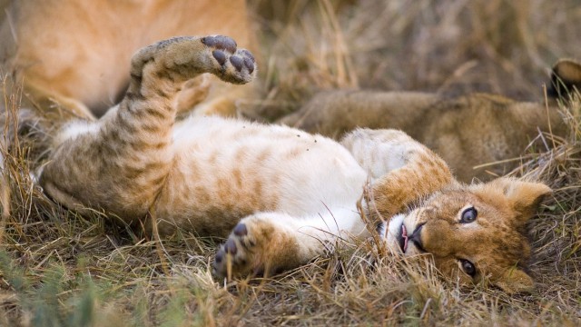 Дикий котовторник