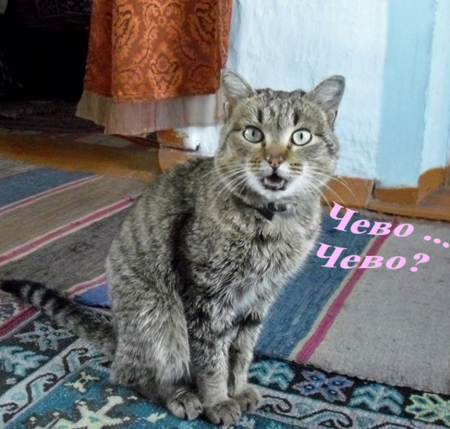 Кот Васька
