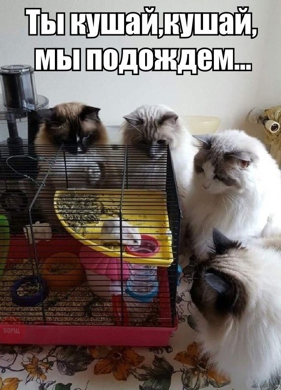 Чуток картинок 03.07.20