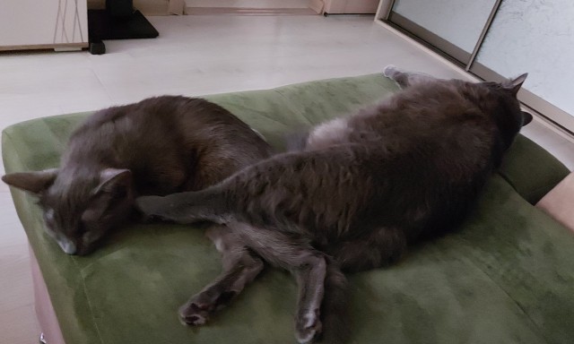 Котовторник?! Коты во вторник!