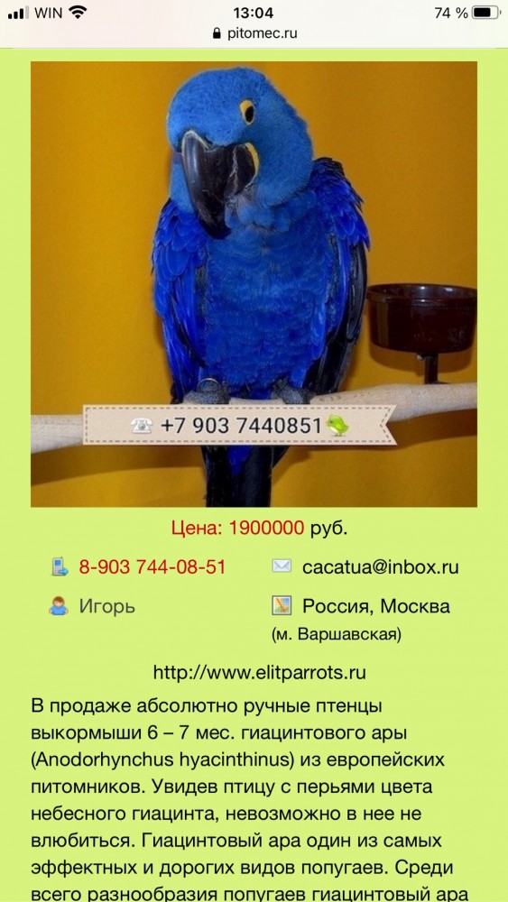 Гиацинтовый ара