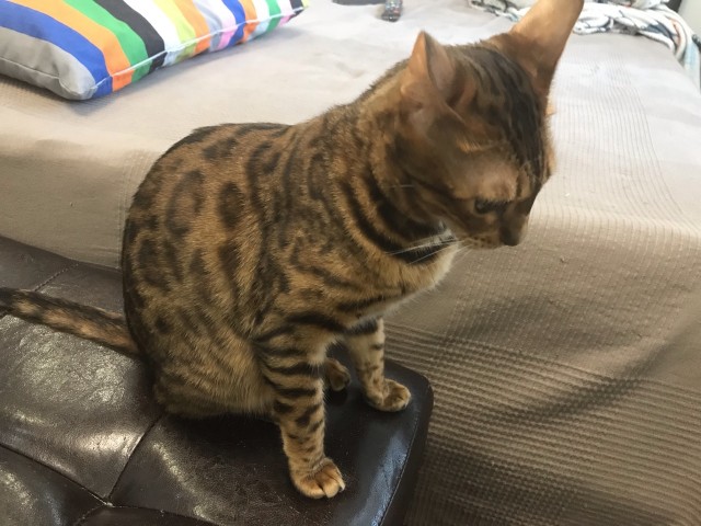 Моя красотка