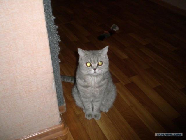 Сервачок