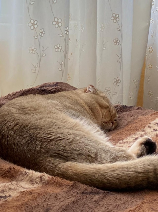 Котовторник 09.02.21. Свежие котики от Нарвского.