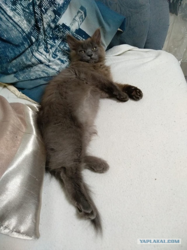 Жизнь домашнего приюта "Котоленд" 272