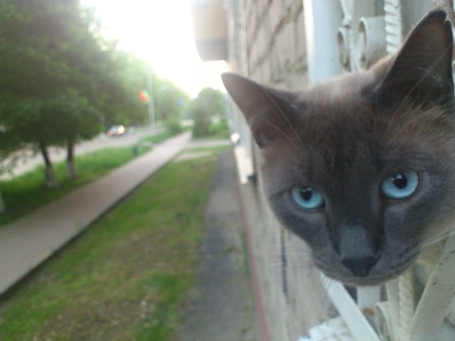 Котовторник же!