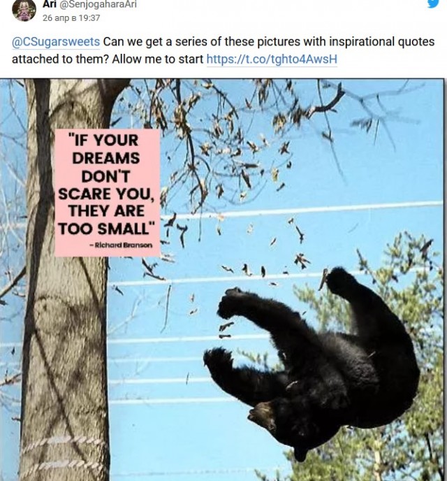 В сети снова увидели фото падающих с деревьев медведей. Их сделали героями фотожаб и мотиваторов
