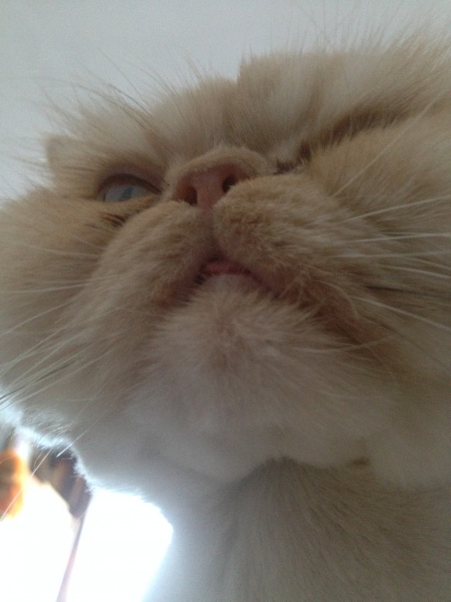 Котовторник (свои добавляем)