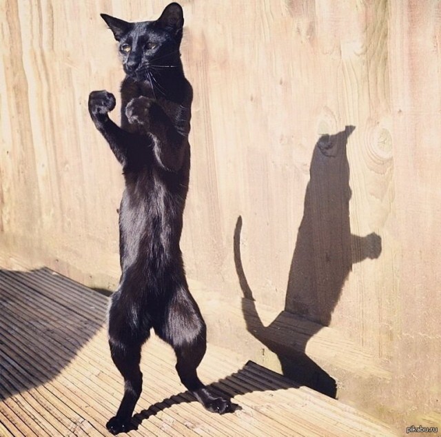 Рисунок кот сидит на задних лапах