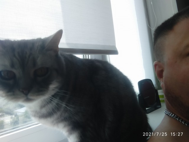 Котовторник
