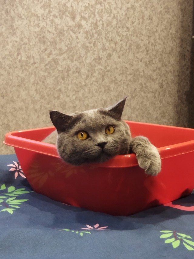 Первый котовторник 2022