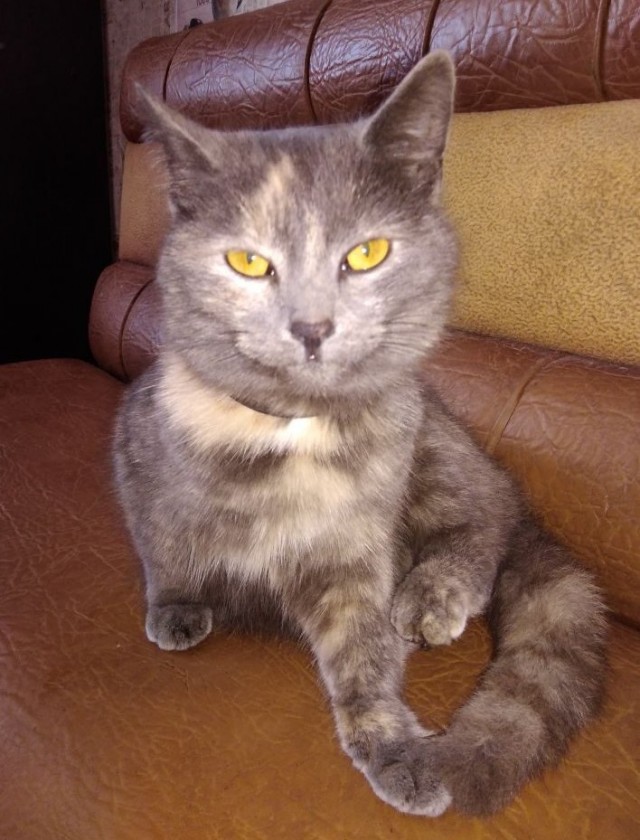 Котовторник 25.01.22