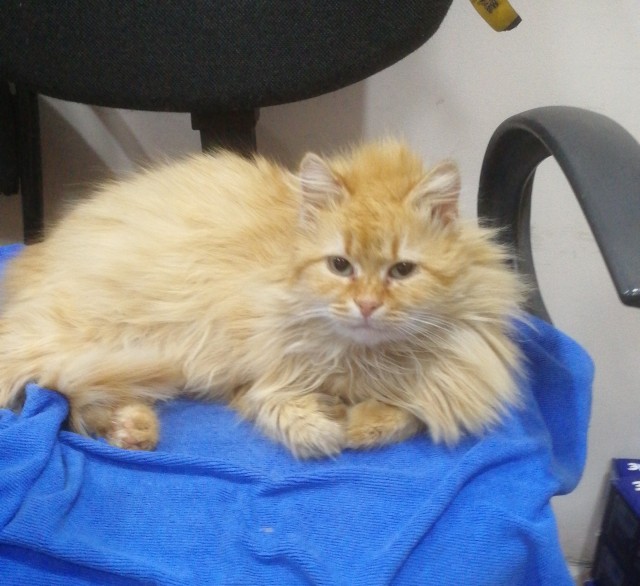 Котовоскресенье