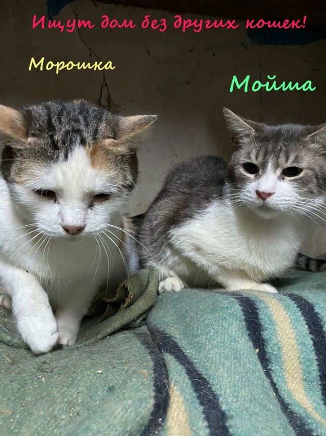 Жизнь домашнего приюта "Котоленд" 328