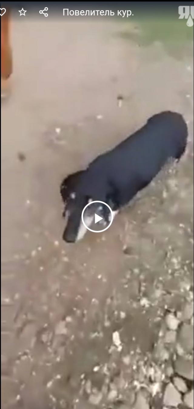 Спортивная подготовка и Петрович.