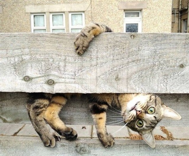 Задорные, заборные, шерстяные
