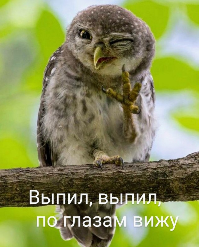 Картинки и мемы - "Жить, как говорится, хорошо..."