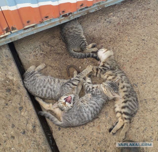 "Живём мы, алиментщицы, в свое удовольствие"