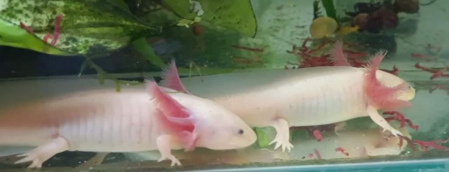 Будни аквариумиста