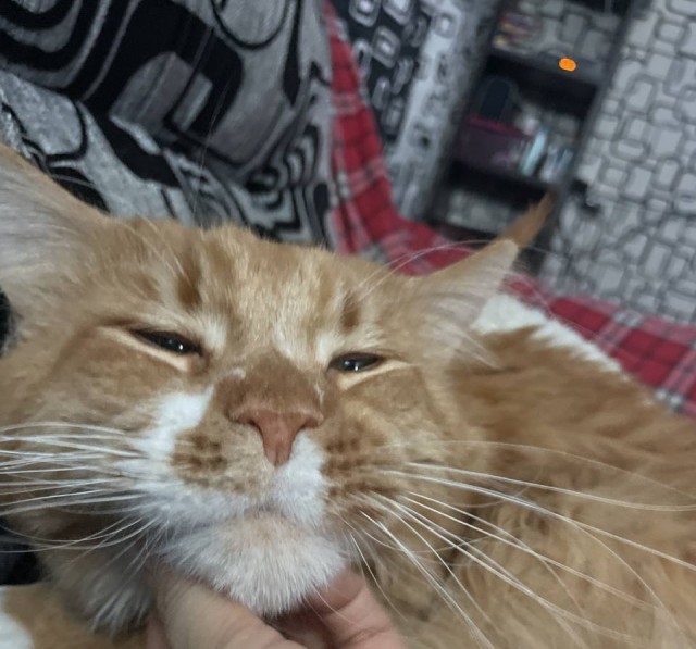Вторник, ваши коты и кошки в студию