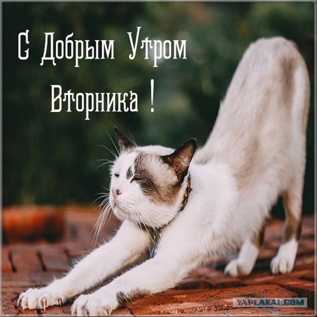 Победная поступь идиотизма по планете – том 4