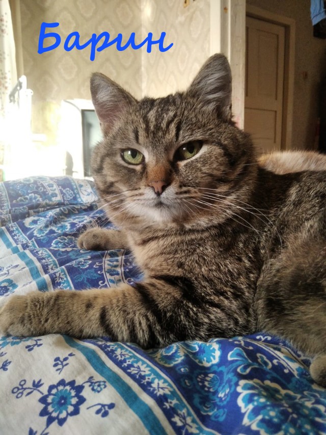 Жизнь домашнего приюта "Котоленд" 380