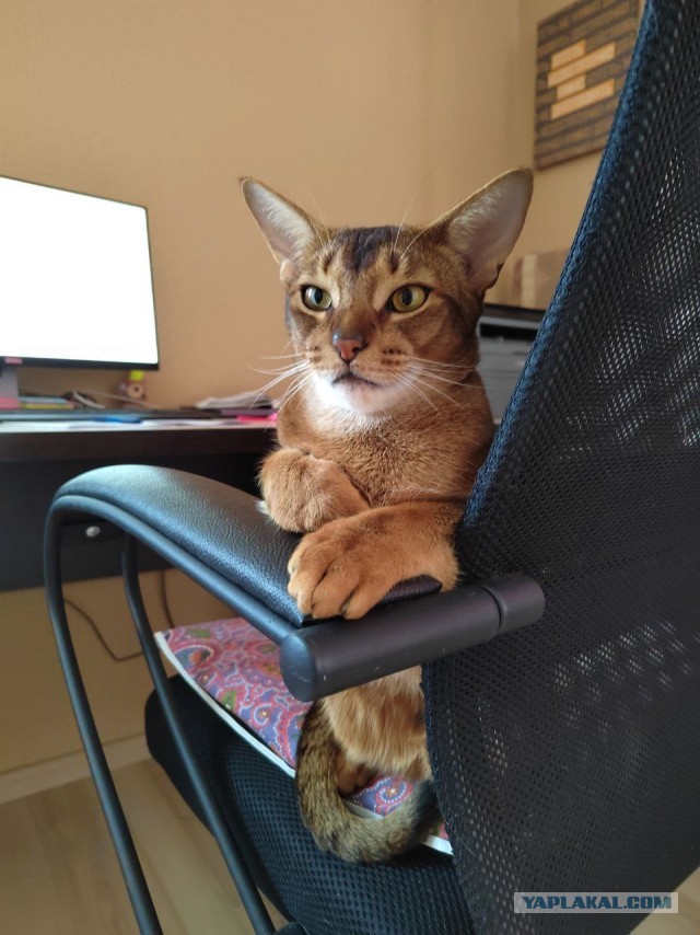 Котовторник! 16+ Коллеги-рабы, отмечаемся, у кого хозяину много лет!