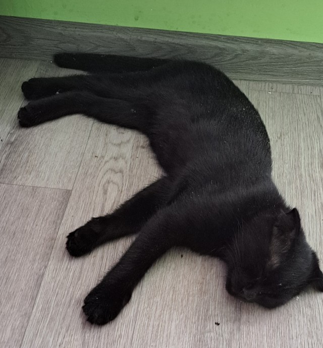Кошак