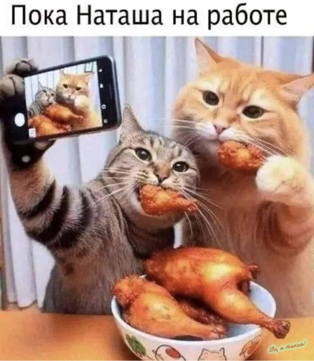 Котовторник в картинках