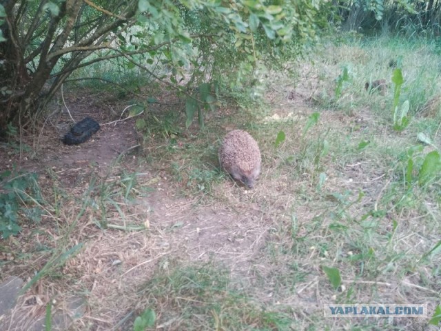 Жизнь домашнего приюта для котеек 502