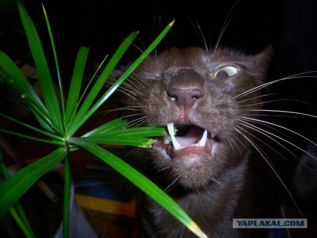 Автокотейка