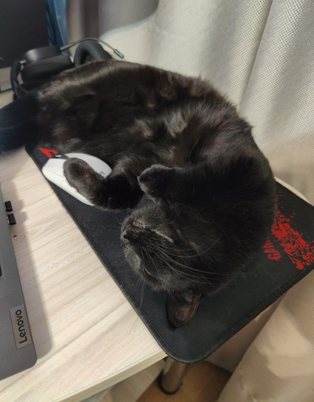 Не котовторник, но принимайте дважды