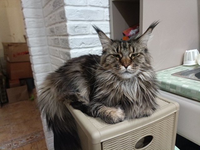 Кот достал орать.