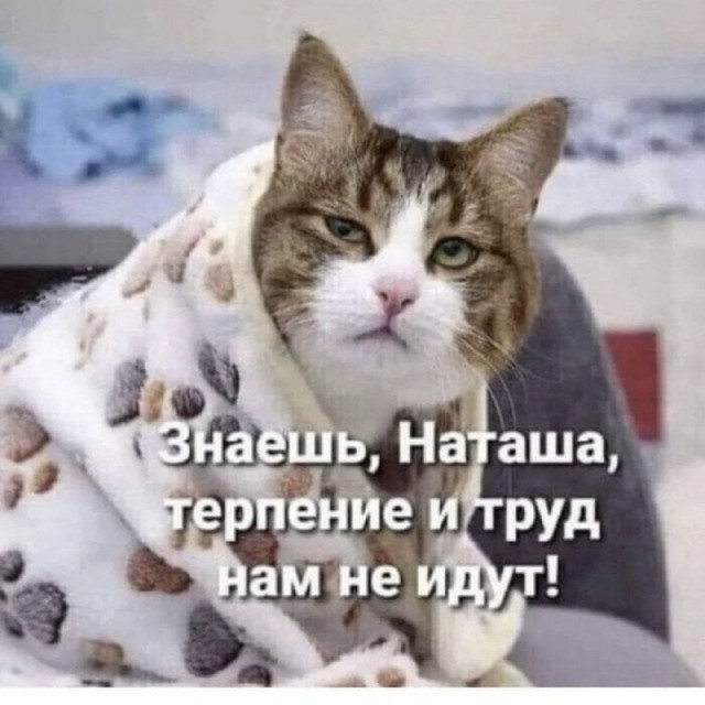 К котовторнику: подборка картинок-баянов с котиками и про котиков. Выпуск 2.