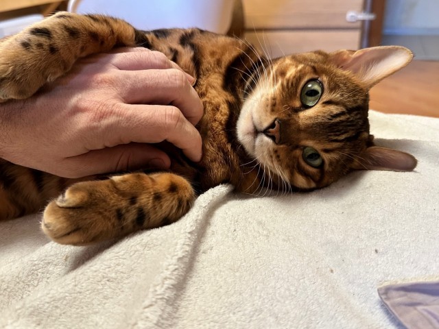 Кошка Пятнашка