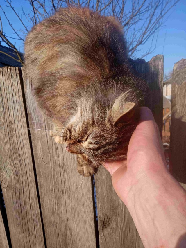 Котовторник продолжается